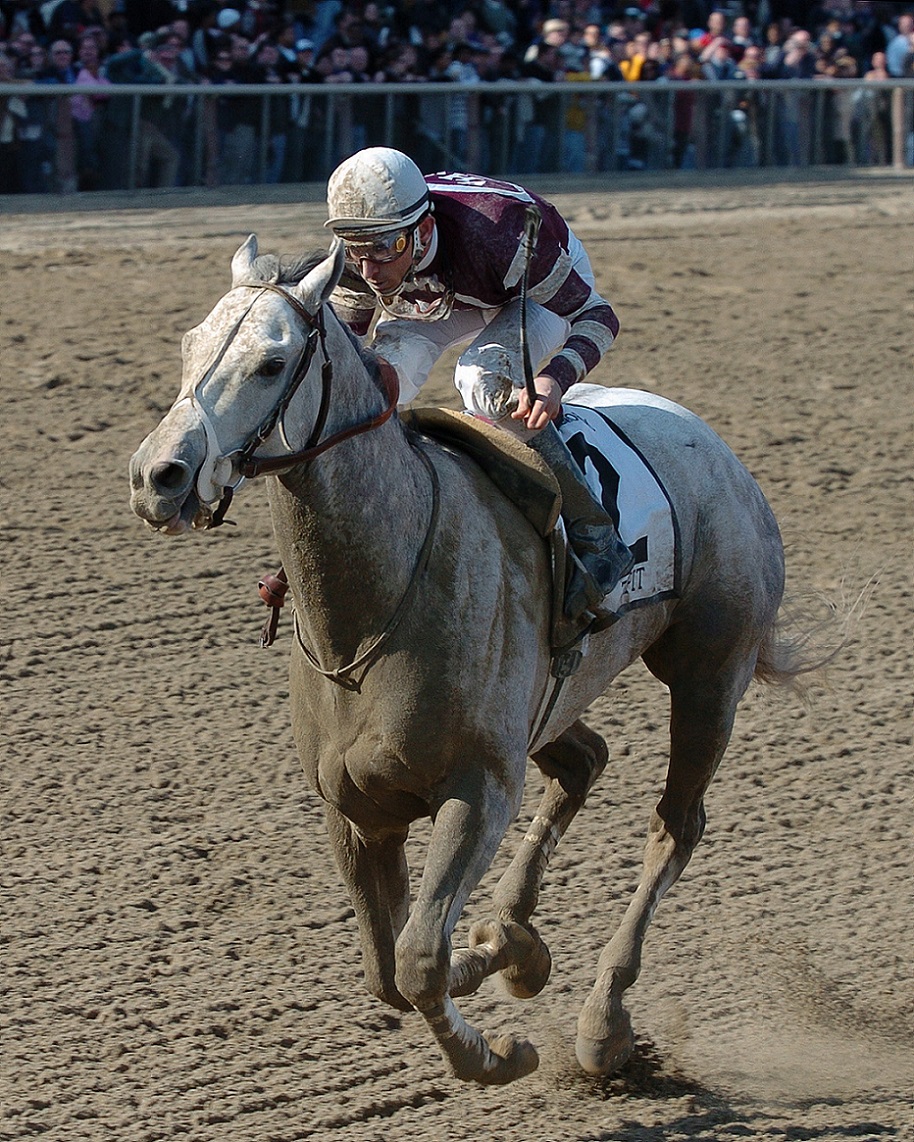 Tapit, horse, Wood Memorial Stakes G1 2004, Aqueduct Racetrack. Jockey, Ramón Alfredo Domínguez. Foto: Coglianese Photo