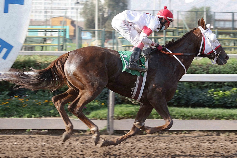 Chica De Humo, horse, Haras Santa Olga, Clásico Julio Serra Bandres, sábado 17 de abril de 2021, Hipódromo de Chile. Foto: Jaime Cortés