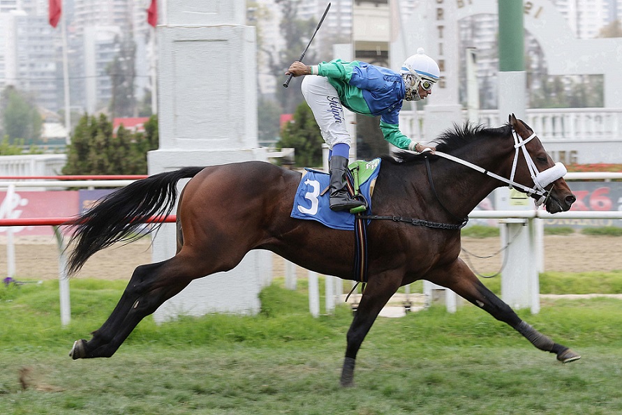 Coppola, horse, Flyer, Stud Matriarca, carrera Condicional, Valparaíso Sporting Club, miércoles, 14 de abril de 2021. Foto: Jaime Cortés