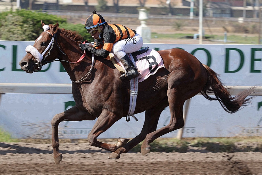 Coscachito, horse, Haras Santa Sara, Clásico A Ganador, lunes 26 de abril de 2021, Club Hípico de Santiago. Foto: Jaime Cortés