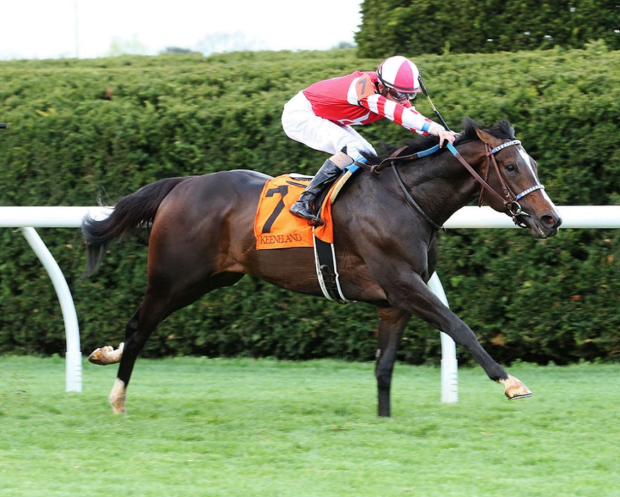 Fighting Seabee, horse, Summer Front, Allowance, jueves, 8 de abril de 2021, Keeneland. Foto: Coady Photo.