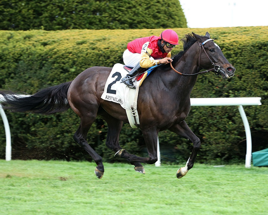 Say The Word, horse, Sam-Son Farm, Elkhorn Stakes G2, sábado, 17 de abril de 2021, Keeneland. Foto: Coady Photo