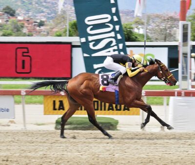 Andariego, horse, Stud Z.M., Clásico Hypocrite, domingo, 23 de mayo de 2021, La Rinconada. Foto: José Antonio Aray