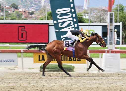 Andariego, horse, Stud Z.M., Clásico Hypocrite, domingo, 23 de mayo de 2021, La Rinconada. Foto: José Antonio Aray