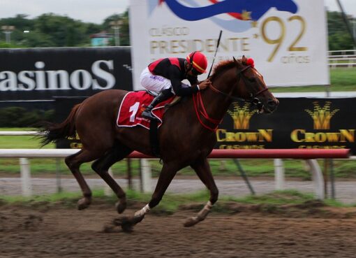 Capocostello, horse, Stud Chesnut Hill Stable, 92 Clásico Presidente de la República Panamá, sábado, 29 de mayo de 2021, Presidente Remón. Foto: Erick M.