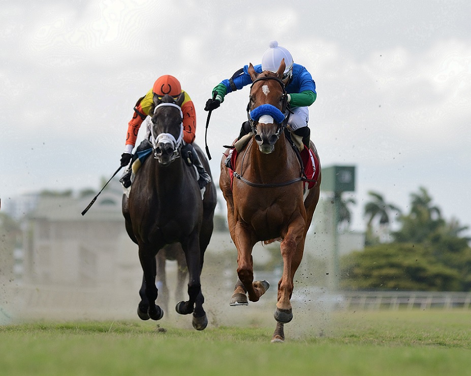 Lagertha, horse, Scat Daddy, Biscayne Landing Handicap, domingo, 30 de mayo de 2021, Gulfstream Park. Foto: Ryan Thompson & Coglaniese Photo