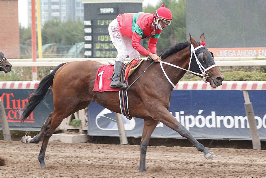 Norwegian Queen, horse, Stud Haras Sumaya, Clásico José Saavedra Baeza, sábado, 8 de mayo de 2021, Hipódromo de Chile. Foto: Jaime Cortés