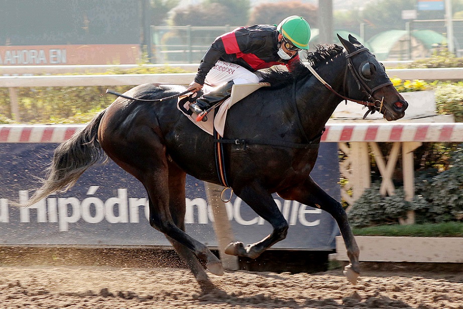 Prudencia Mía, horse, Stud Los Tanderos, Clásico Moscona, sábado, 22 de mayo de 2021, Hipódromo de Chile. Foto: Jaime Cortés