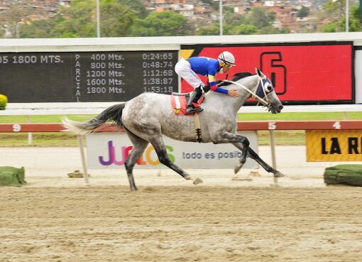 Afrodita De Padua, horse, Winstrella, Clásico Bambera, domingo, 6 de junio de 2021, La Rinconada. Foto: José Antonio Aray