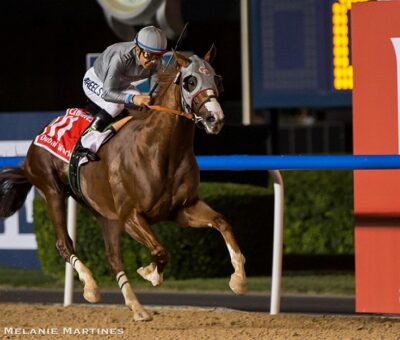 California Chrome, horse, Lucky Pulpit, Dubái World Cup, sábado, 26 de marzo de 2016, Meydan Racetrack. Foto: Melanie Martines