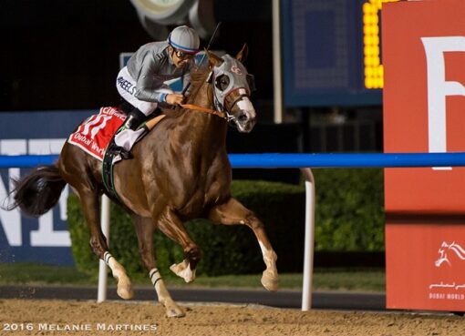 California Chrome, horse, Lucky Pulpit, Dubái World Cup, sábado, 26 de marzo de 2016, Meydan Racetrack. Foto: Melanie Martines