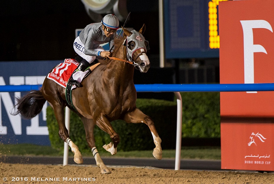California Chrome, horse, Lucky Pulpit, Dubái World Cup, sábado, 26 de marzo de 2016, Meydan Racetrack. Foto: Melanie Martines