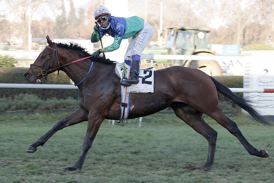 Royal Luck, horse, Lookin At Lucky, Stud Matriarca, Clásico Álvaro Covarrubias, lunes, viernes, 30 de abril de 2021. Foto: Jaime Cortés