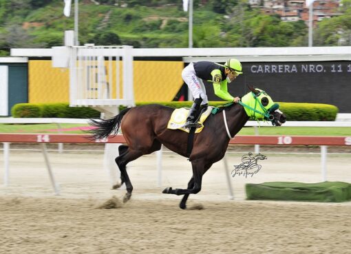 Sandovalera, horse, King Seraf, XCIII Clásico Hipódromo La Rinconada, domingo, 27 de junio de 2021, La Rinconada. Foto: José Antonio Aray