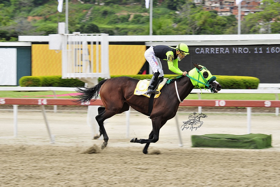 Sandovalera, horse, King Seraf, XCIII Clásico Hipódromo La Rinconada, domingo, 27 de junio de 2021, La Rinconada. Foto: José Antonio Aray