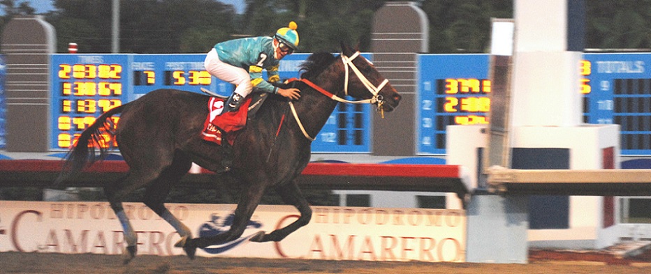 Taconero, horse, Water Poet, Copa Confraternidad del Cribe, 2 de diciembre de 2008, Hipódromo Camareo, San Juan de Puerto Rico. Foto: Cortesía