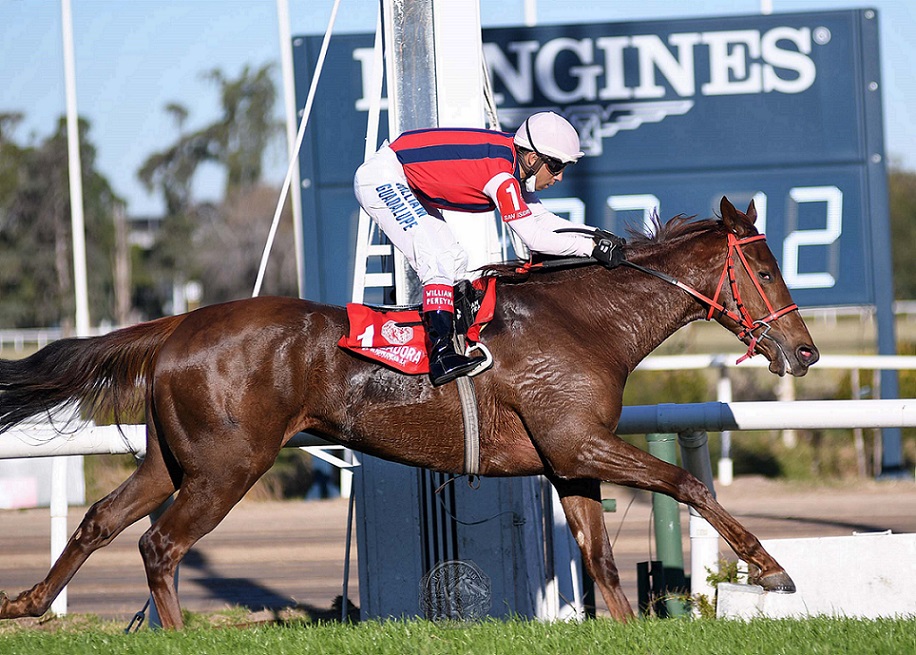 Tropeadora, horse, Haras Santa María de Arara, Clásico de Potrancas, miércoles, 2 de junio de 2021, Hipódromo de San Isidro. Foto: Prensa HSI