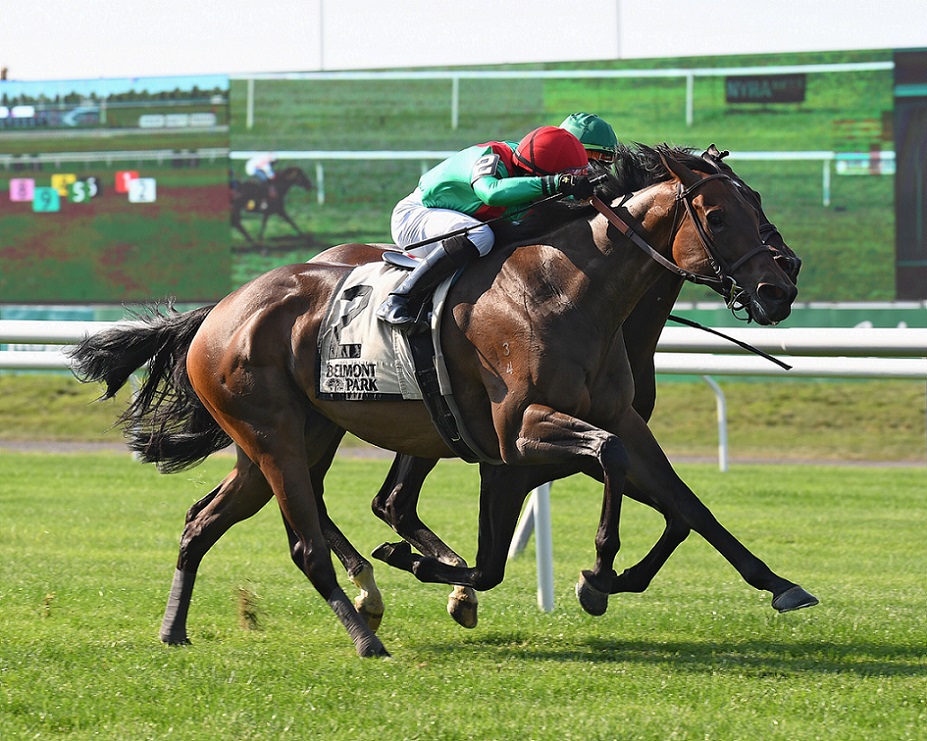 Oleksandra, horse, Animal Kingdom, Poker Stakes, domingo, 20 de junio de 2021, Belmont Park. Foto: Coglaniese Photo