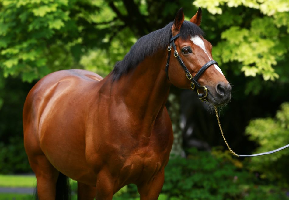 Galileo, stallion, Coolmore Stud, Irlanda