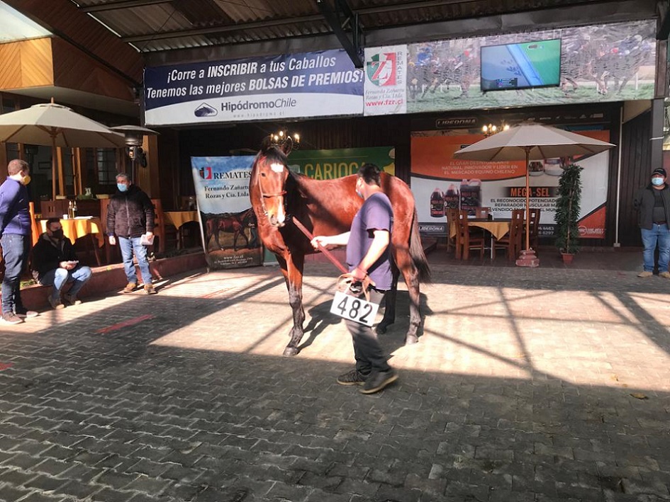 Productos Haras Matriarca, Generación 2019, presentación, sábado, 9 de julio de 2021, Feria de Criadores. Foto: Comunicaciones JDG @comunicacionJDG