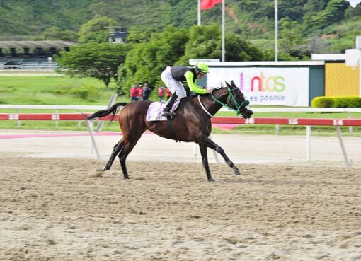 Sandovalera, horse, King Seraf, LXXI Clásico Cría Nacional, domingo, 25 de julio de 2021, La Rinconada. Foto: José Antonio Aray