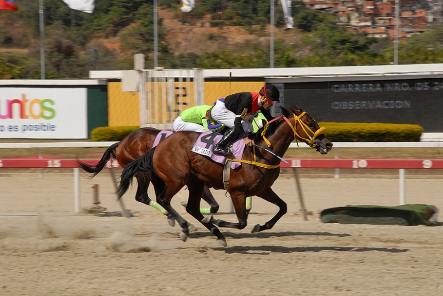 Valrazio, horse, Haras La Primavera, Copa De Oro, domingo, 23 de febrero de 2020, La Rinconada. Foto: José Antonio Aray