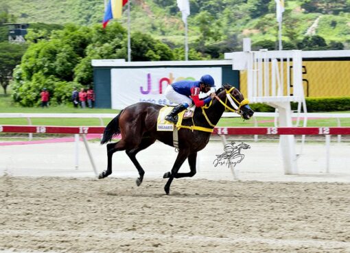 Valrazio, horse, Haras La Primavera, XCII Clásico FANB, domingo, 4 de julio de 2021, La Rinconada. Foto: José Antonio Aray