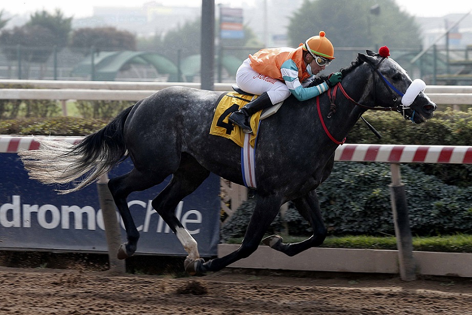 Facundo H, horse, Midshipman, Clásico Yumbel, sábado, 14 de agosto de 2021, Hipódromo de Chile. Foto: Jaime Cortés