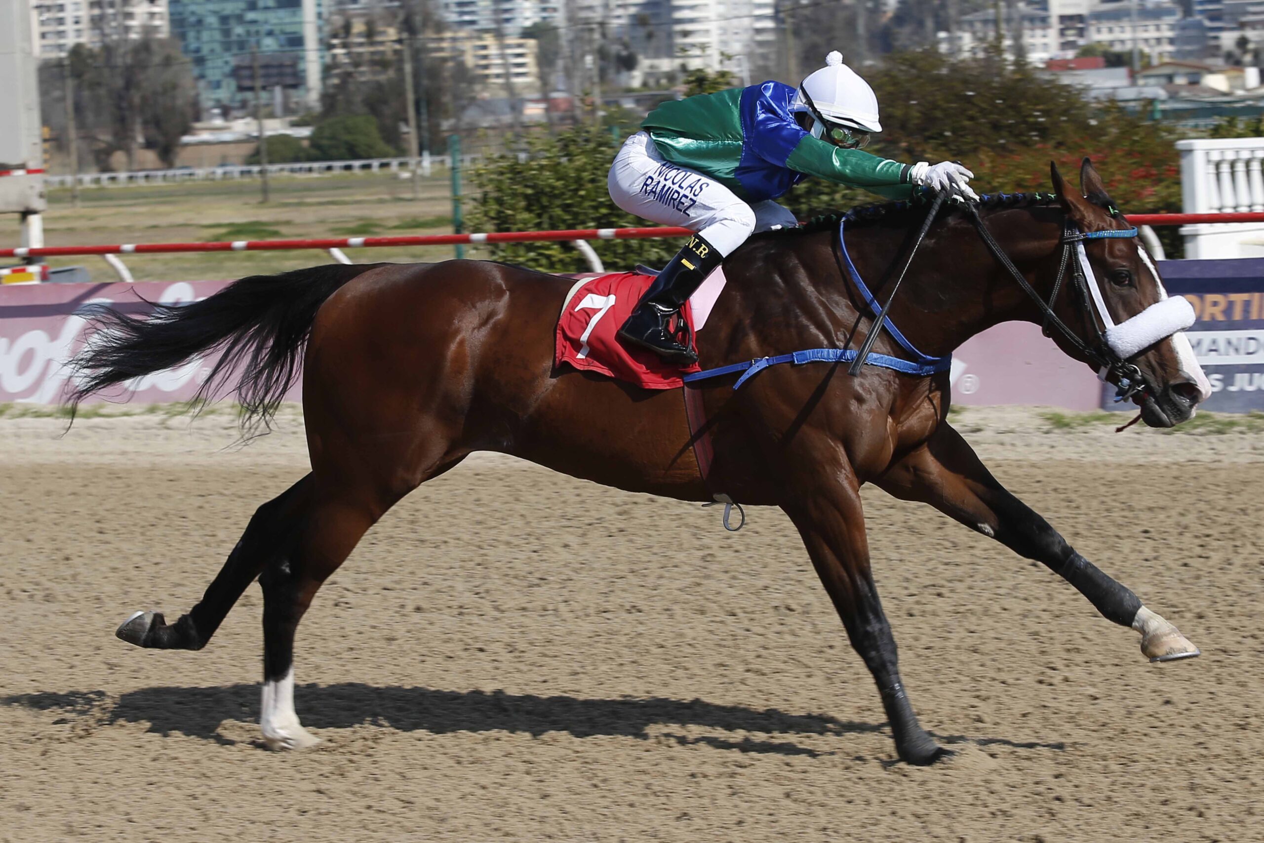 Gullit, horse, Stud Matriarca, Clásico Amirton, miércoles, 11 de agosto de 2021, Valparaíso Sporting Club. Foto: Jaime Cortés