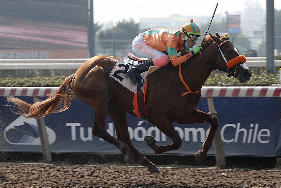 Monchito Crack, horse, Haras Mocito Guapo, Clásico Wolf, jueves, 12 de agosto de 2021, Hipódromo de Chile. Foto: Foto Jaime Cortés