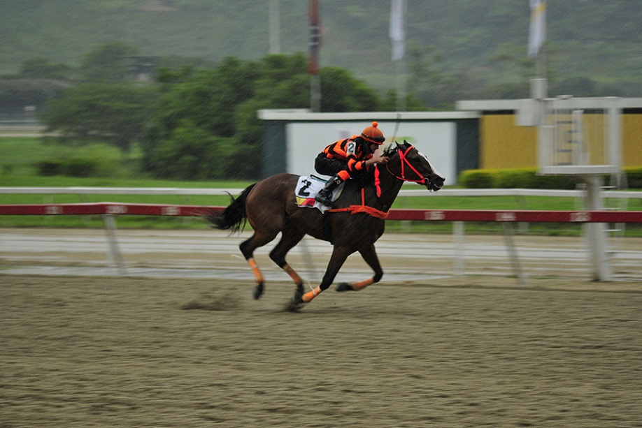 Strength Donatella, horse, Haras Los Samanes, XVIII Clásico Simón Rodríguez, domingo, 22 de agosto de 2021, La Rinconada. Foto: José Antonio Aray