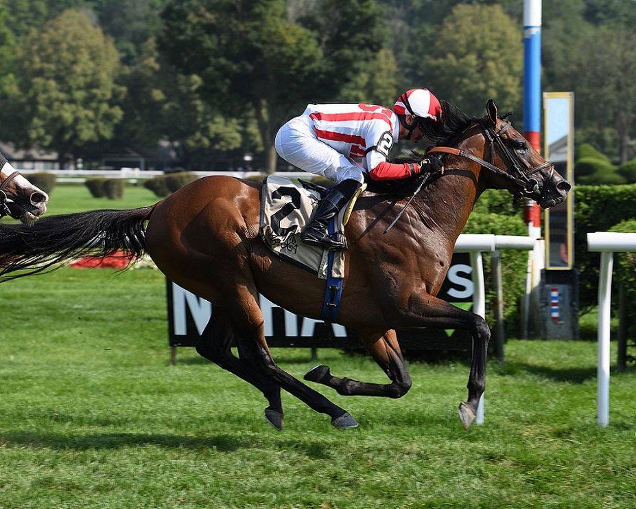 Public Sector, horse, Kingman, National Museum Of Racing Hall Of Fame, viernes, 6 de agosto de 2021, Saratoga. Foto: Coglaniese Photo