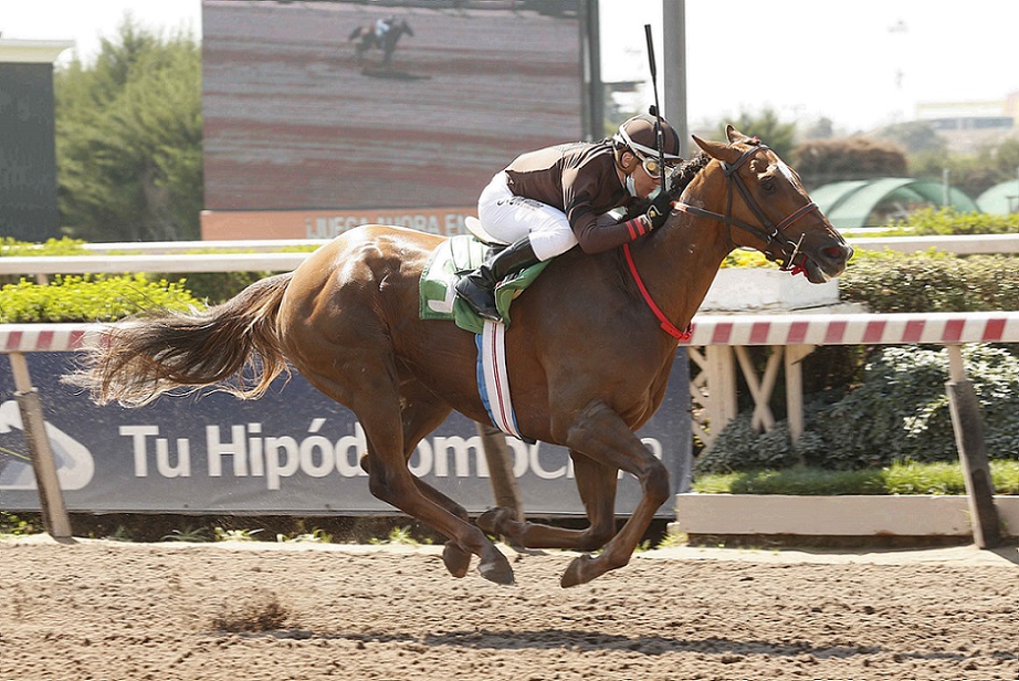Bellanova, horse, Seeking The Día, Clásico Amani, sábado, 25 de septiembre de 2021, Hipódromo De Chile. Foto: Jaime Cortés