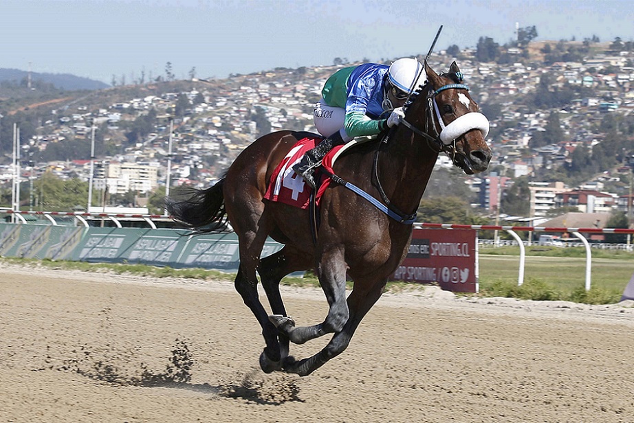 Coppola, horse, Stud Matriarca, Clásico Gustavo Rivera Baeza, miércoles, 15 de septiembre de 2021, Valparaíso Sporting Club. Foto: Jaime Cortés