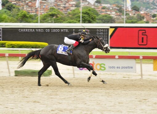 El De Froix, horse, King Seraf, LXXVIII Clásico Jockey Club de Venezuela, domingo, 5 de septiembre de 2021, La Rinconada. Foto: José Antonio Aray