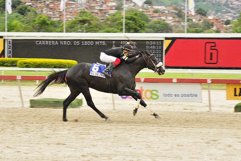 El De Froix, horse, King Seraf, LXXVIII Clásico Jockey Club de Venezuela, domingo, 5 de septiembre de 2021, La Rinconada. Foto: José Antonio Aray