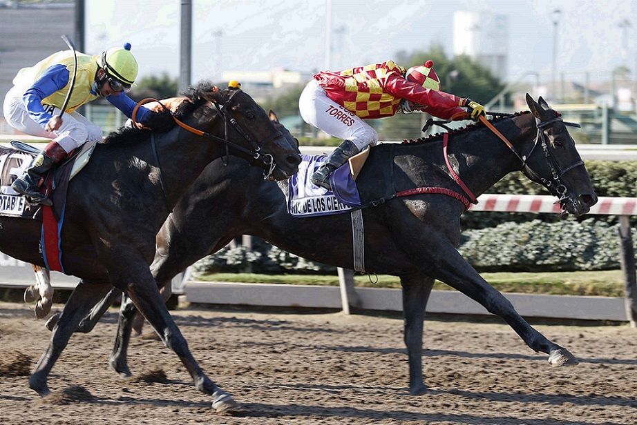 Río De Los Ciervos, horse, Haras Don Alberto, Clásico Dos Mil Guineas, sábado, 4 de septiembre de 2021, Hipódromo de Chile. Foto: Jaime Cortés