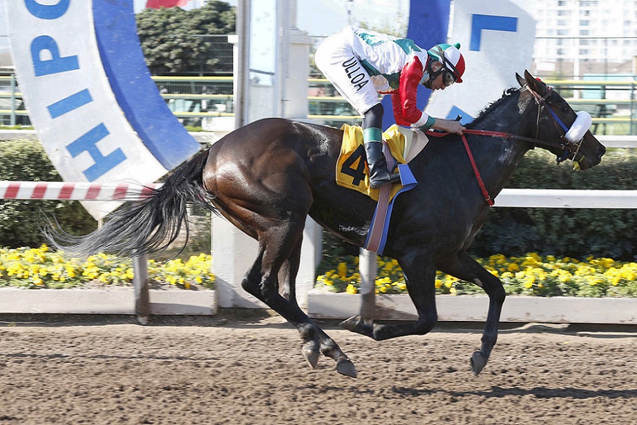 Rogue Nation, horse, Strong Mandate, Clásico Ernaní Parodi Madariaga, sábado, 18 de septiembre de 2021, Hipódromo de Chile. Foto: Jaime Cortés