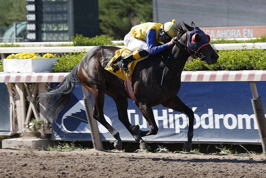 Crema De Menta, horse, Haras Convento Viejo, Clásico Papelón, jueves, 16 de octubre de 2021, Hipódromo Chile. Foto: Jaime Cortés