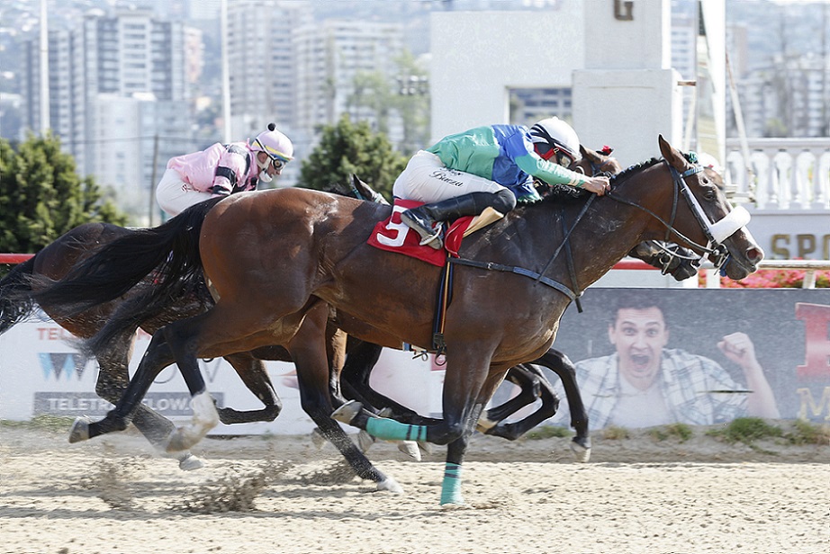Gullit, horse, Stud Matriarca, Clásico Royal Tiger, miércoles, 27 de octubre de 2021, Valparaíso Sporting Club. Foto: Jaime Cortés