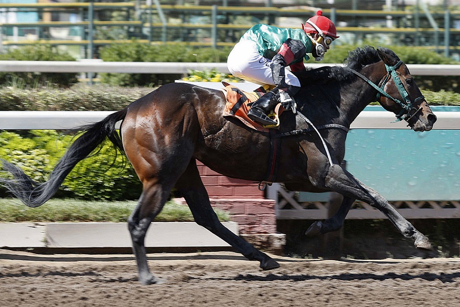No Pain No Gain, horse, Haras Dadinco, Clásico Mega, jueves, 28 de octubre de 2021, Club Hípico de Santiago. Foto: Jaime Cortés