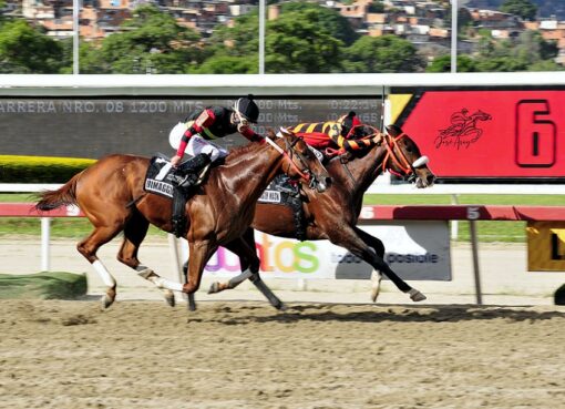 Strength Mask, horse, Haras Los Samanes, Clásico Sprinters, domingo, 3 de octubre de 2021, La Rinconada. Foto: José Antonio Aray