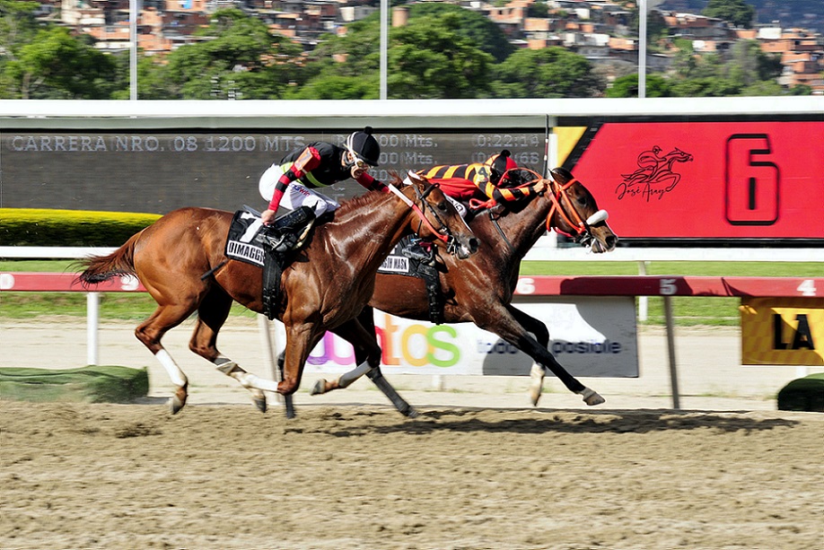 Strength Mask, horse, Haras Los Samanes, Clásico Sprinters, domingo, 3 de octubre de 2021, La Rinconada. Foto: José Antonio Aray