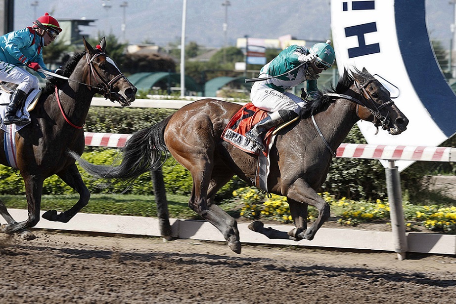 Vita Da Mamma, horse, Seeking The Día, Clásico Alberto Solari Magnasco, sábado, 30 de octubre de 2021, Hipódromo de Chile. Foto: Jaime Cortés