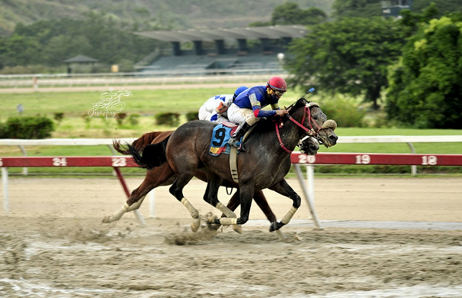 Apistos, horse, Fernado Parilli, XLII Clásico Burlesco, sábado, 20 de noviembre de 2021, La Rinconada. Foto: José Antonio Aray