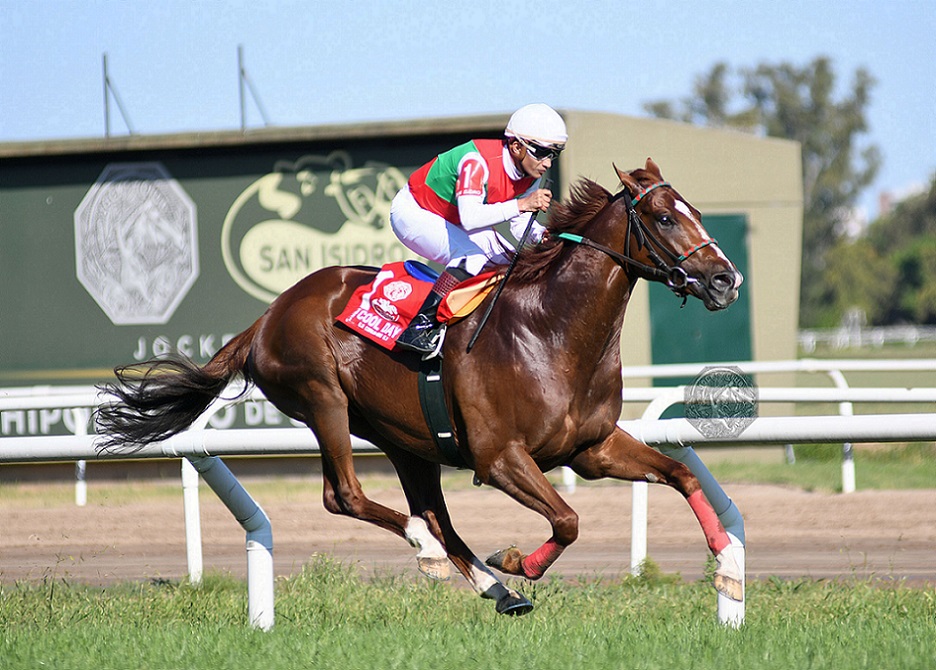 Cool Day, horse, Haras Abolengo, Clásico Copa De Oro Alfredo Lalor, sábado, 30 de octubre de 2021, Hipódromo de San Isidro. Foto: Prensa HSI