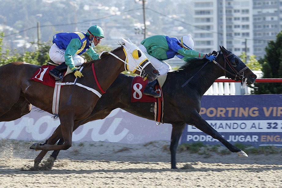 Galicada Streaps, horse, Stud Matriarca, Clásico El Experto, domingo, 7 de noviembre de 2021, Valparaíso Sporting Club. Foto: Jaime Cortés