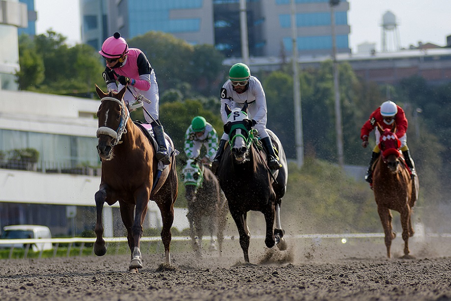 Hoshi, horse, Ruller Chief, Criadores Mexicanos Potras, sábado, 30 de octubre de 2021, Hipódromo de Las Américas. Foto: Miguel Ángel Espinoza