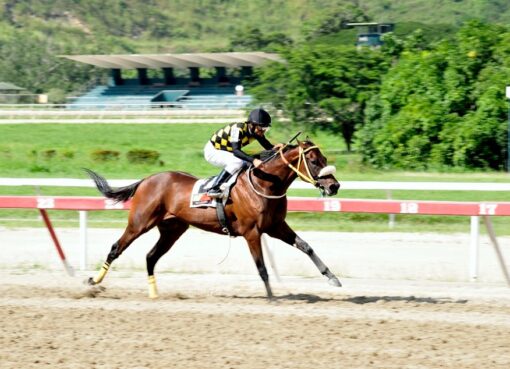 Mr. Kamelooh, horse, Haras Bello Monte, Clásico Victoreado, domingo, 17 de octubre de 2021, La Rinconada. Foto: José Antonio Aray
