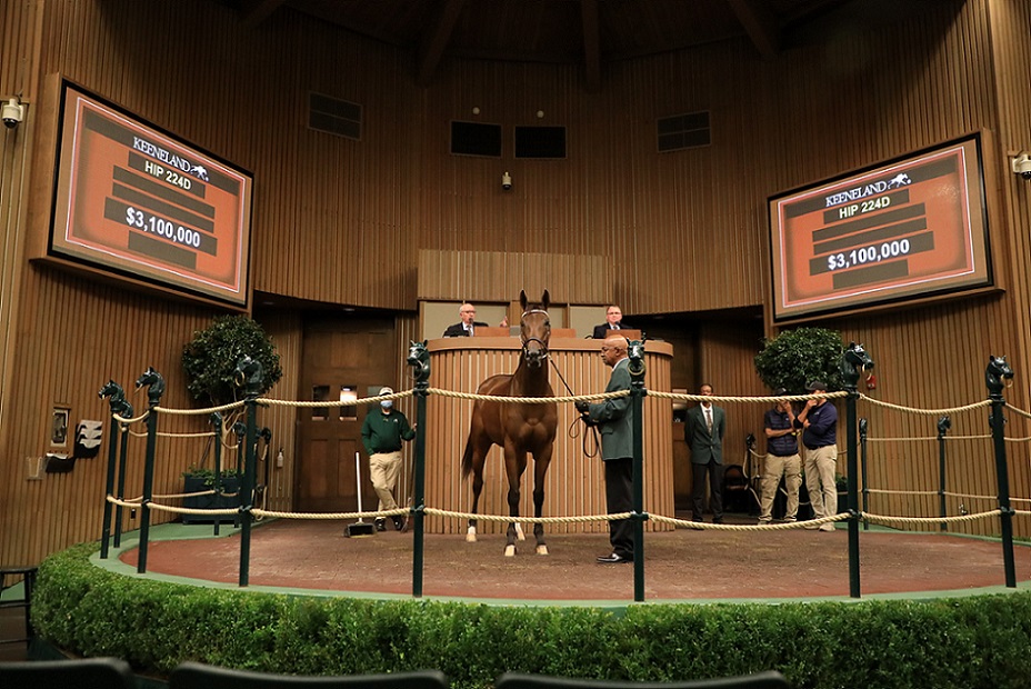 Paris Lights, Horses, Bernardini en Paris Bikini por Bernardini, sesión 1, Keeneland Sales, lunes, 10 de noviembre de 2021, Keeneland. Foto: Keeneland